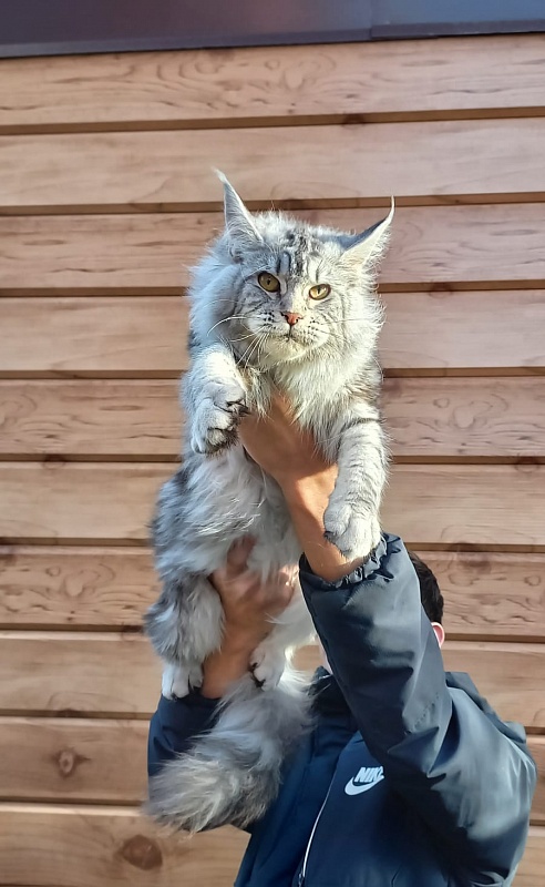 Rada  Akbars - Kitten maine-coon 5 months 4 weeks