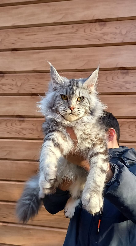 Rada  Akbars - Kitten maine-coon 5 months 4 weeks