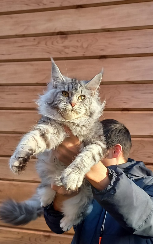 Rada  Akbars - Kitten maine-coon 5 months 4 weeks