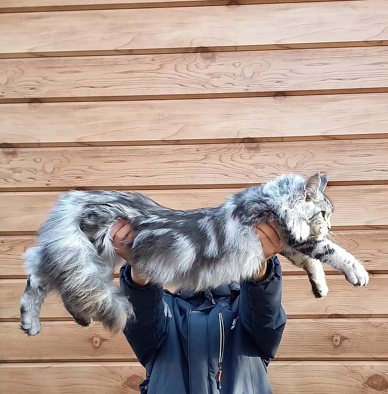 Rada  Akbars - Kitten maine-coon 5 months 4 weeks