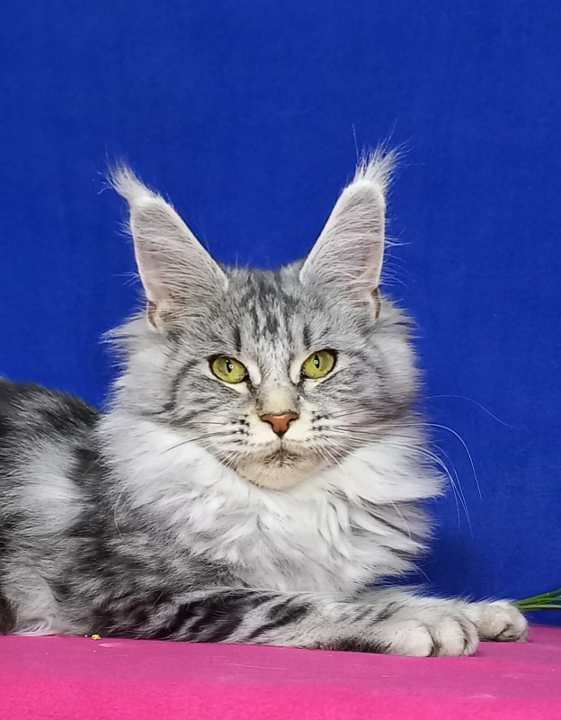 Rada  Akbars - Kitten maine-coon 5 months 0.5 weeks