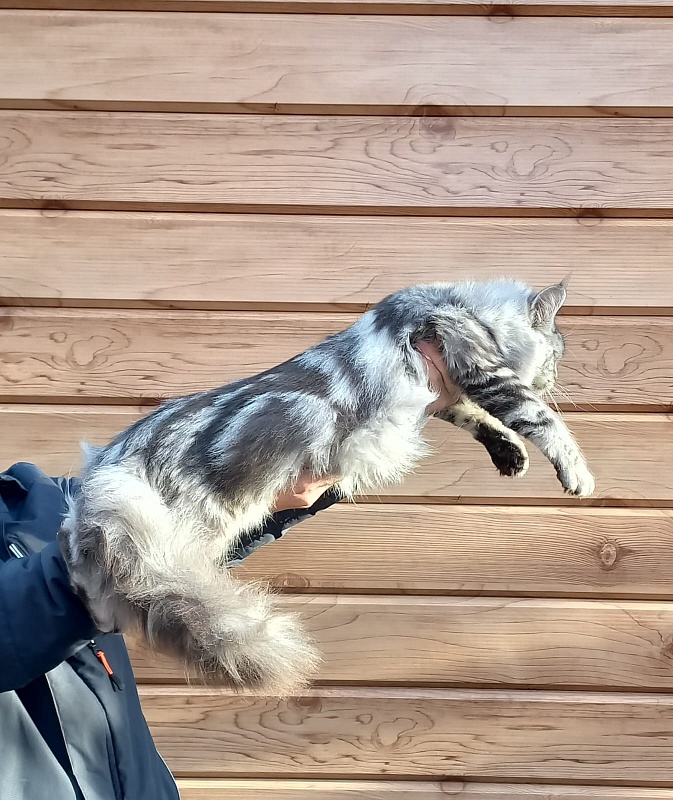 Rada  Akbars - Kitten maine-coon 5 months 4 weeks