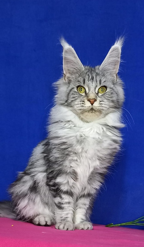 Rada  Akbars - Kitten maine-coon 5 months 0.5 weeks