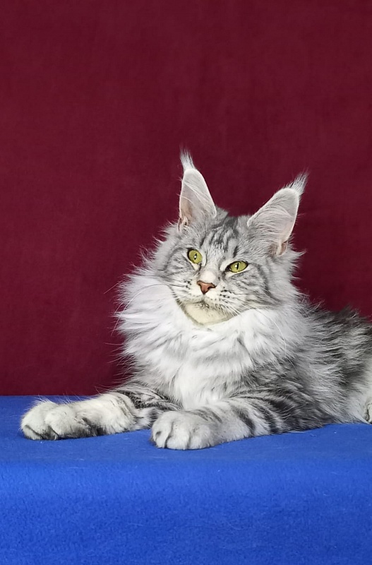 Rada  Akbars - Kitten maine-coon 5 months 2.5 weeks
