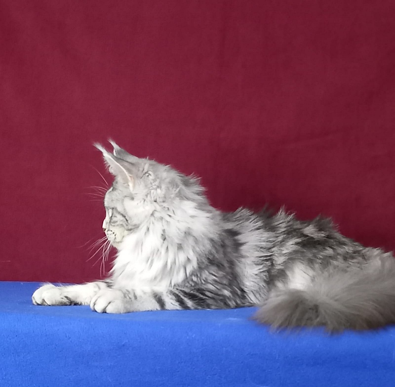 Rada  Akbars - Kitten maine-coon 5 months 2.5 weeks