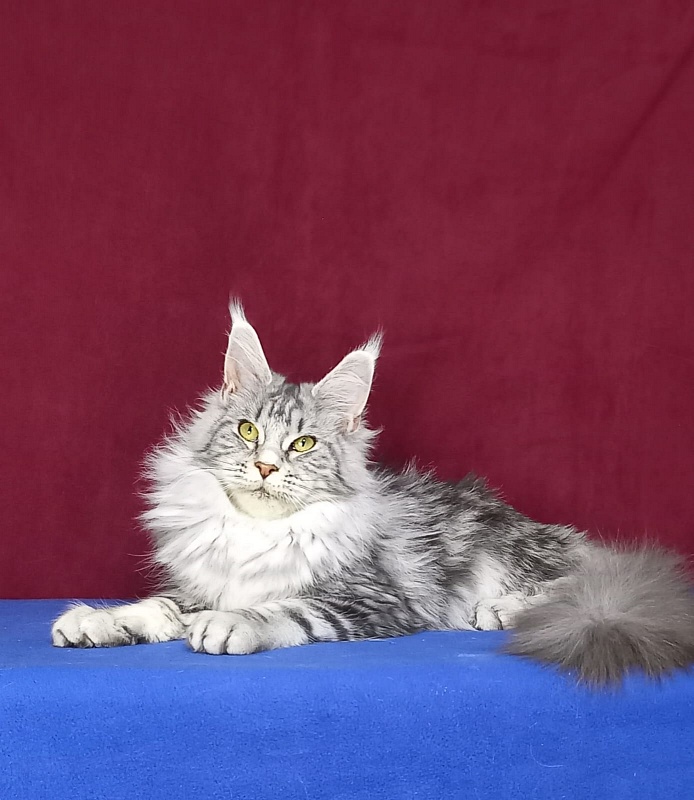 Rada  Akbars - Kitten maine-coon 5 months 2.5 weeks