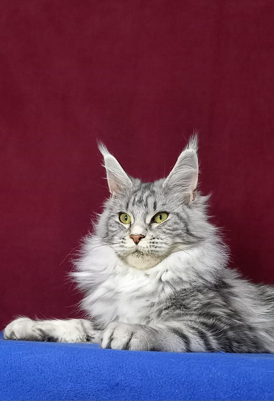 Rada  Akbars - Kitten maine-coon 5 months 2.5 weeks