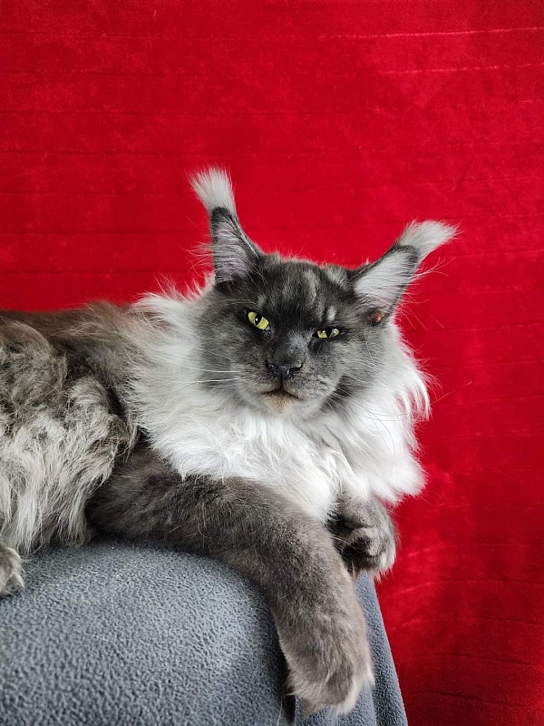 Warlam Akbars - Junior maine-coon 8 months 2 weeks