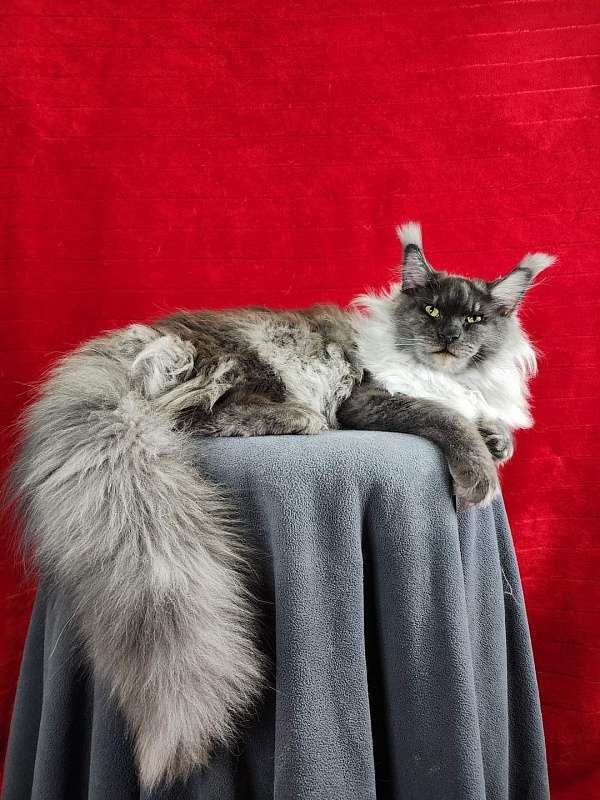 Warlam Akbars - Junior maine-coon 8 months 2 weeks