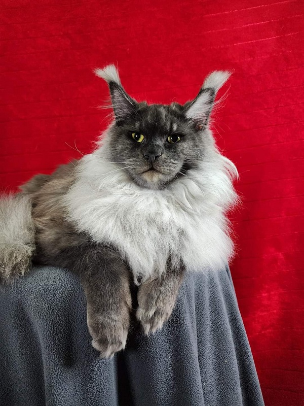 Warlam Akbars - Junior maine-coon 8 months 2 weeks