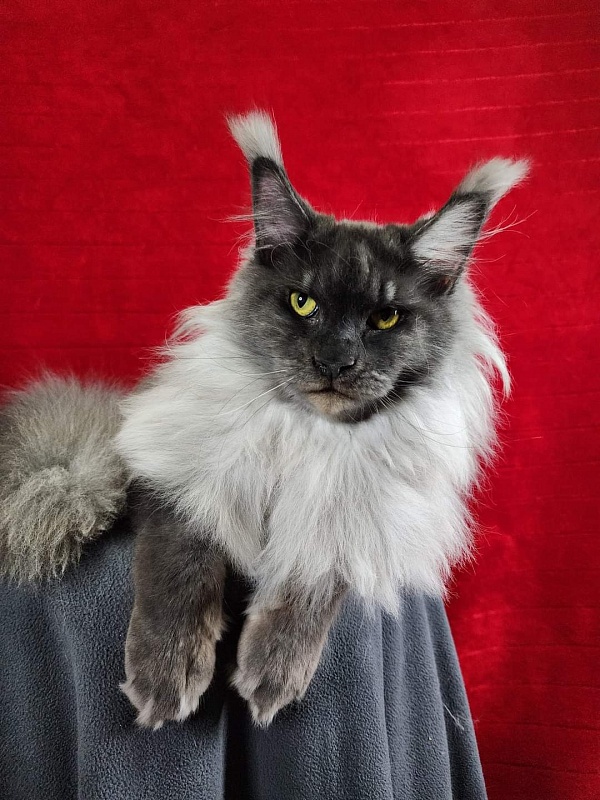 Warlam Akbars - Junior maine-coon 8 months 2 weeks