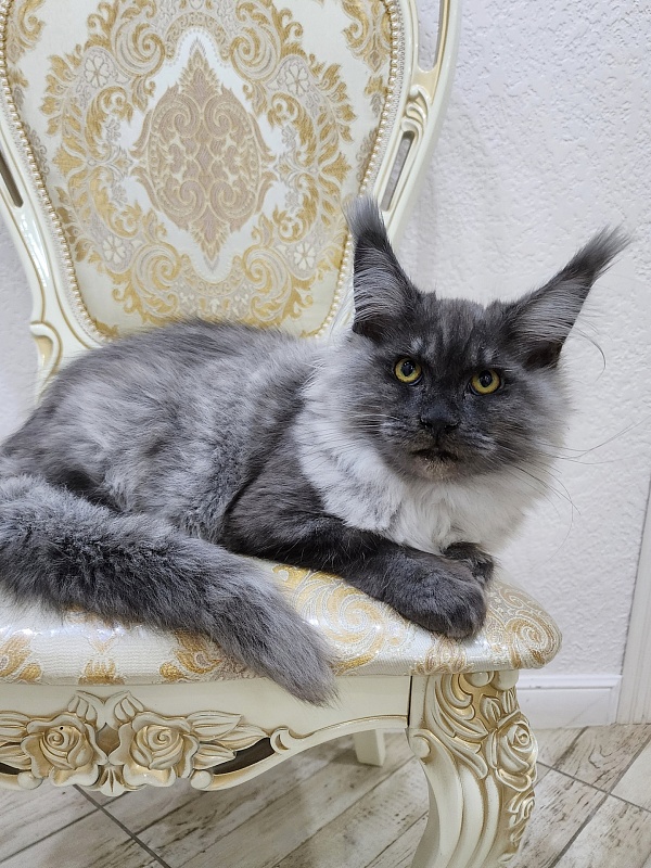 Warlam Akbars - Kitten maine-coon 4 months