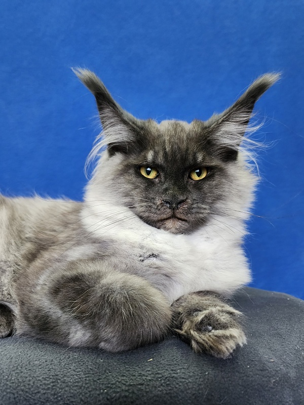 Warlam Akbars - Kitten maine-coon 4 months 1.5 week