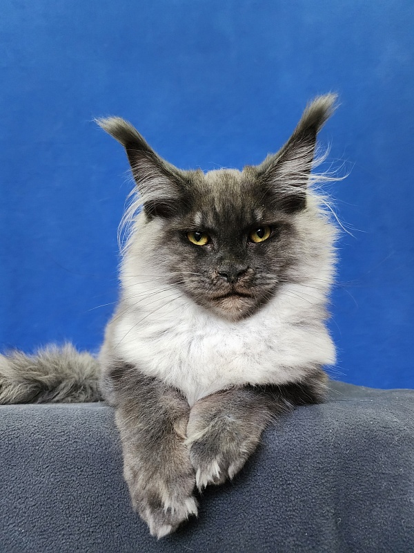 Warlam Akbars - Kitten maine-coon 4 months 1.5 week