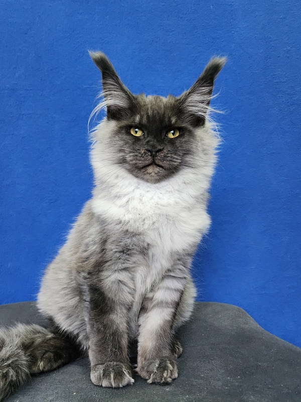 Warlam Akbars - Kitten maine-coon 4 months 1.5 week