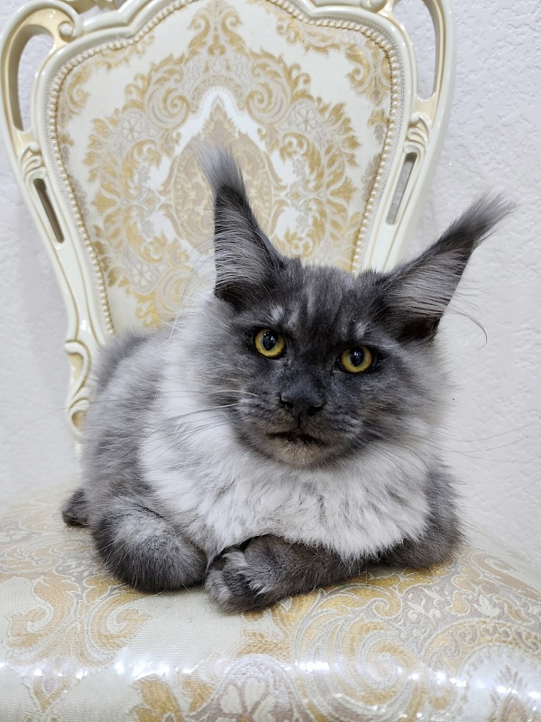 Warlam Akbars - Kitten maine-coon 4 months