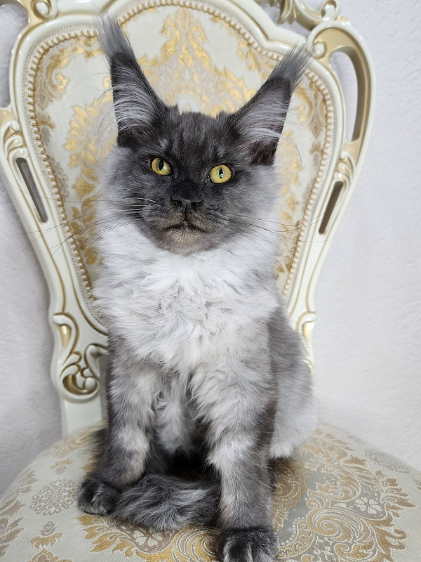 Warlam Akbars - Kitten maine-coon 4 months