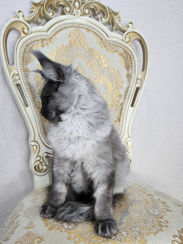 Warlam Akbars - Kitten maine-coon 4 months