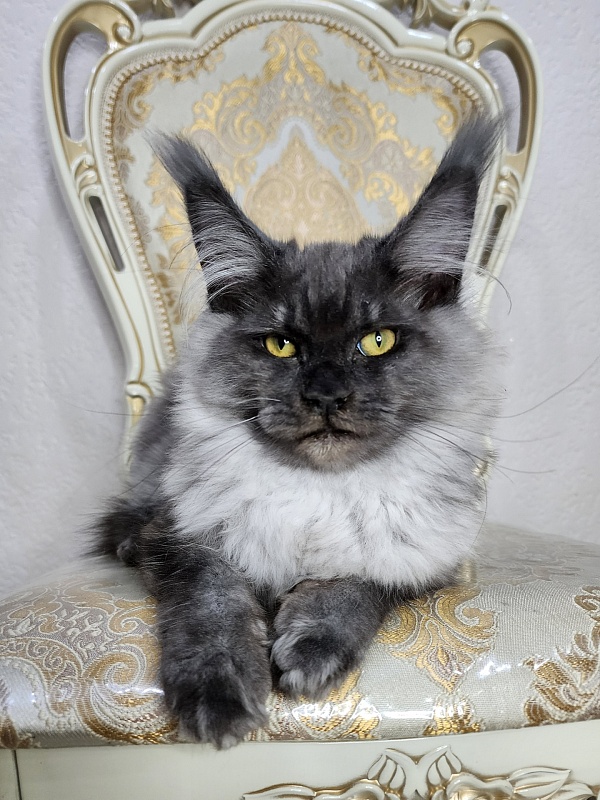 Warlam Akbars - Kitten maine-coon 4 months