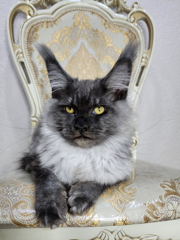 Warlam Akbars - Kitten maine-coon 4 months