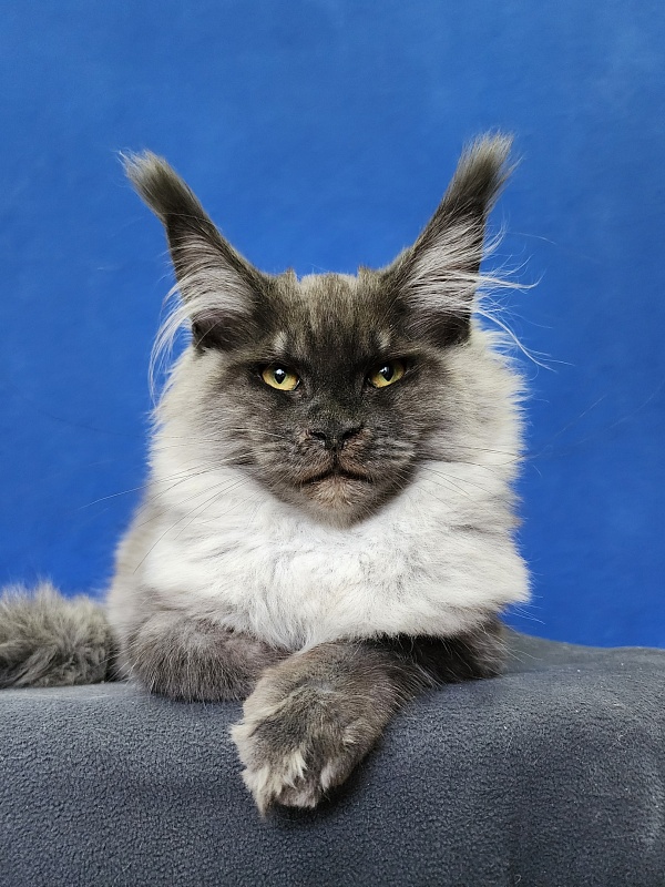 Warlam Akbars - Kitten maine-coon 4 months 1.5 week