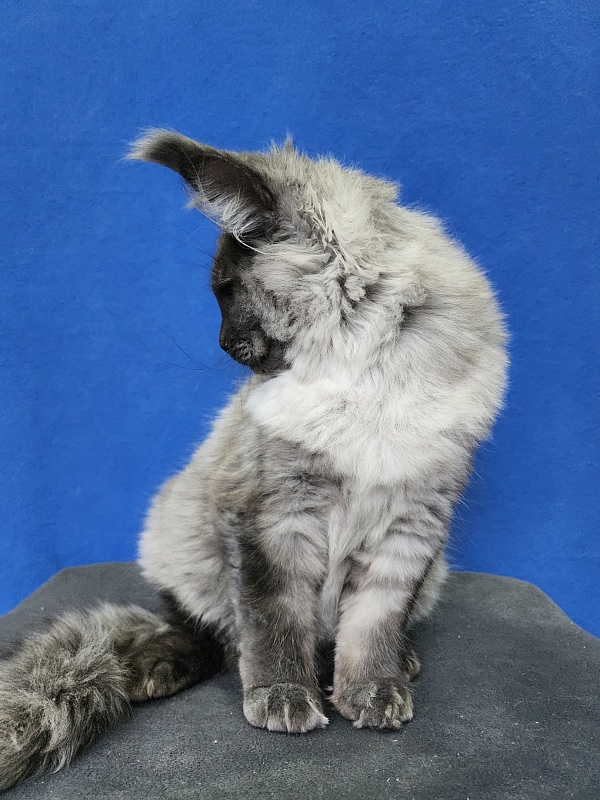 Warlam Akbars - Kitten maine-coon 4 months 1.5 week