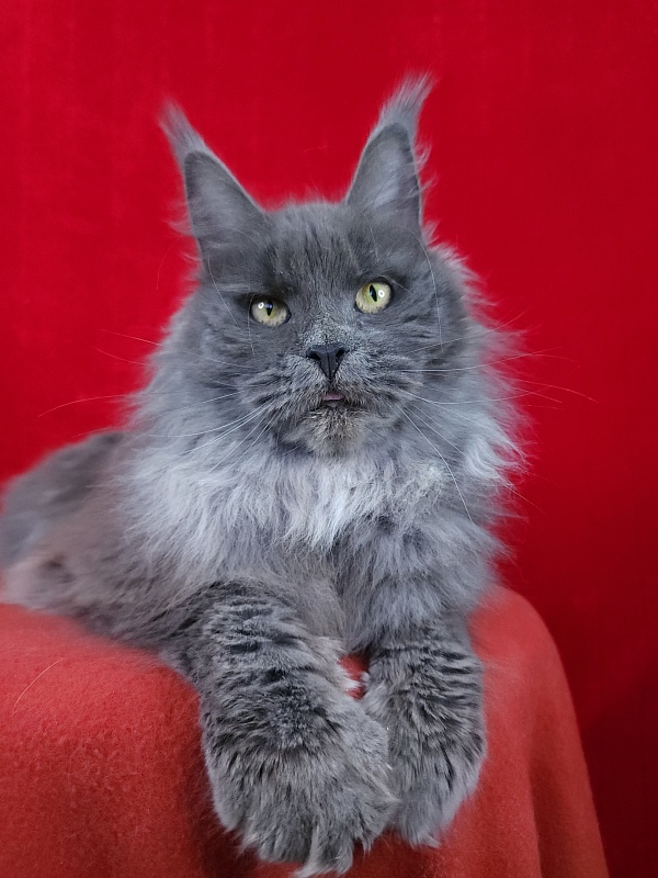 Fifa Furry Akbars - Junior maine-coon 7 months 1.5 week