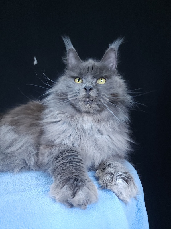 Fifa Furry Akbars - Adult maine-coon 1 year 7 months 1 week