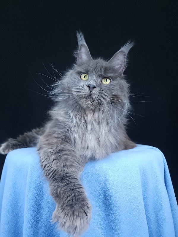 Fifa Furry Akbars - Adult maine-coon 1 year 7 months 1 week