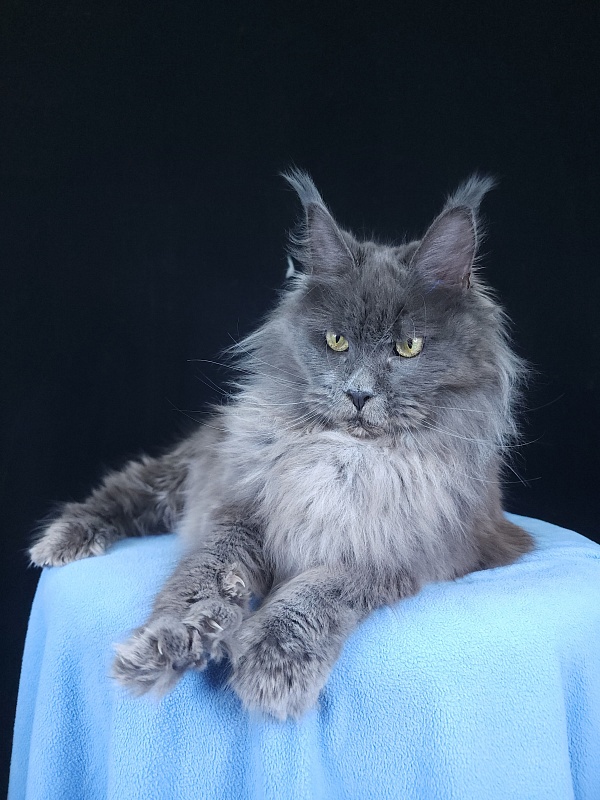 Fifa Furry Akbars - Adult maine-coon 1 year 7 months 1 week