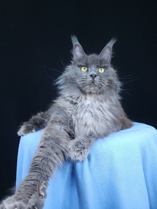 Fifa Furry Akbars - Adult maine-coon 1 year 7 months 1 week