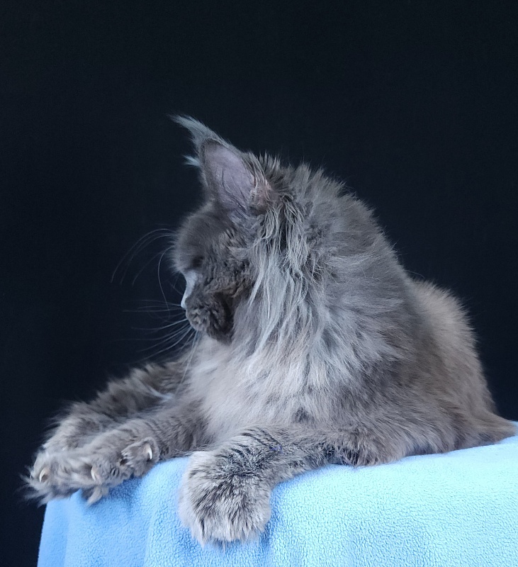 Fifa Furry Akbars - Adult maine-coon 1 year 7 months 1 week