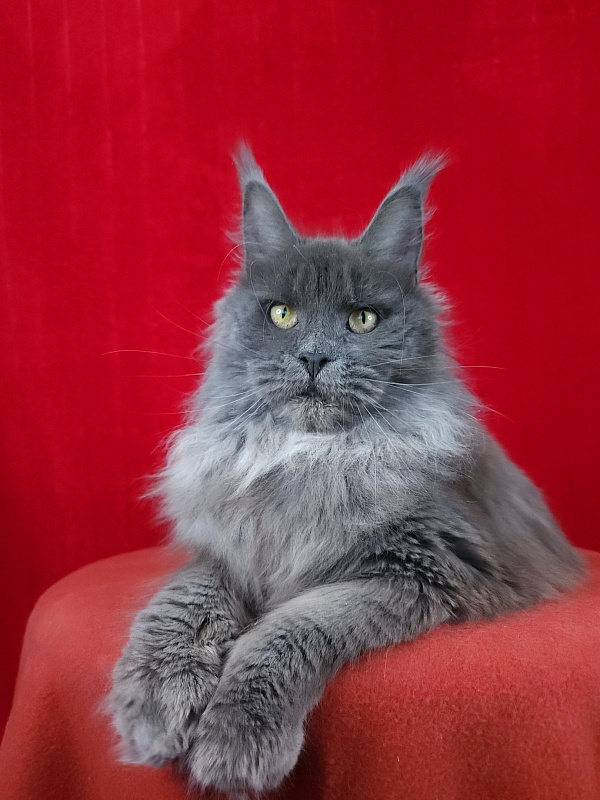 Fifa Furry Akbars - Junior maine-coon 7 months 1.5 week