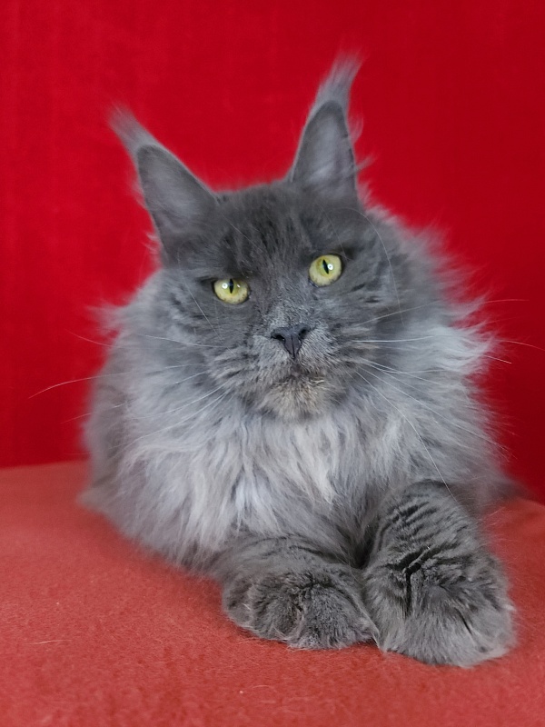 Fifa Furry Akbars - Junior maine-coon 7 months 1.5 week