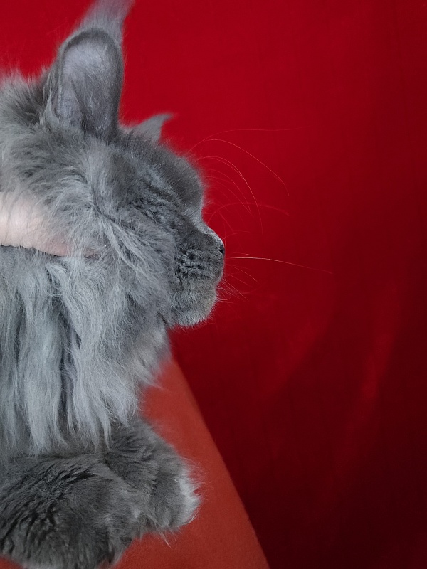 Fifa Furry Akbars - Junior maine-coon 7 months 1.5 week