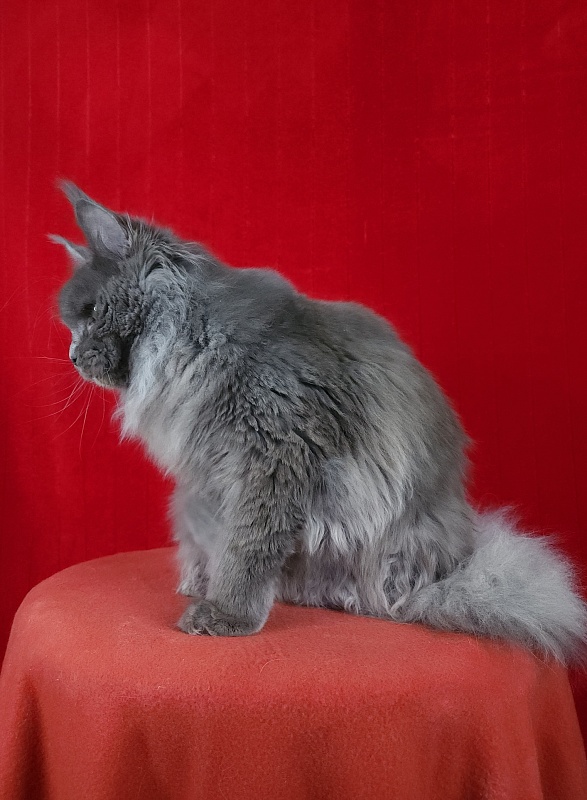 Fifa Furry Akbars - Junior maine-coon 7 months 1.5 week