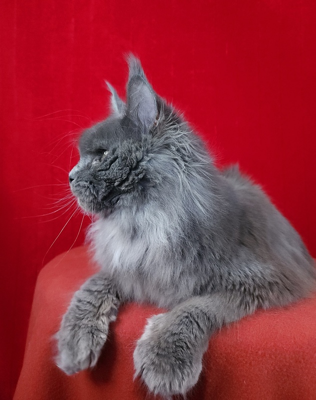 Fifa Furry Akbars - Junior maine-coon 7 months 1.5 week