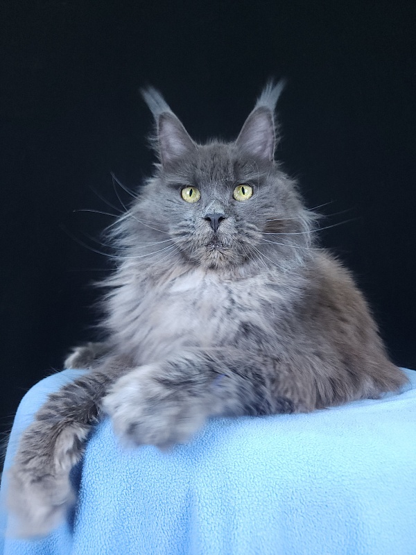 Fifa Furry Akbars - Adult maine-coon 1 year 7 months 1 week