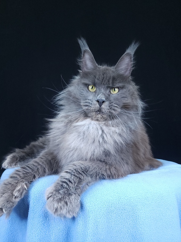 Fifa Furry Akbars - Adult maine-coon 1 year 7 months 1 week