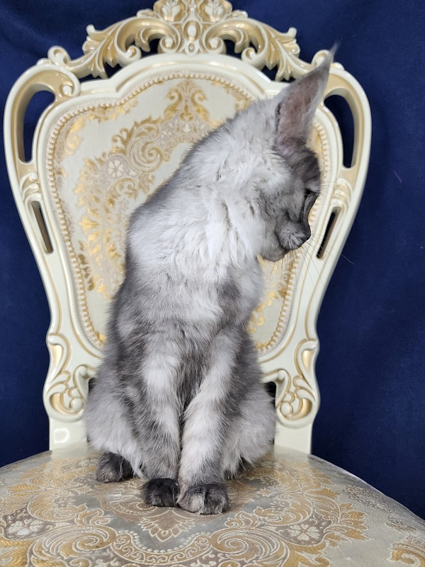 Franny  Akbars - Kitten maine-coon 4 months 3 weeks