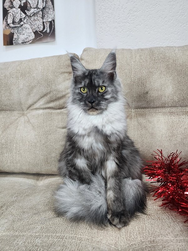 Franny  Akbars - Kitten maine-coon 6 months 3 weeks