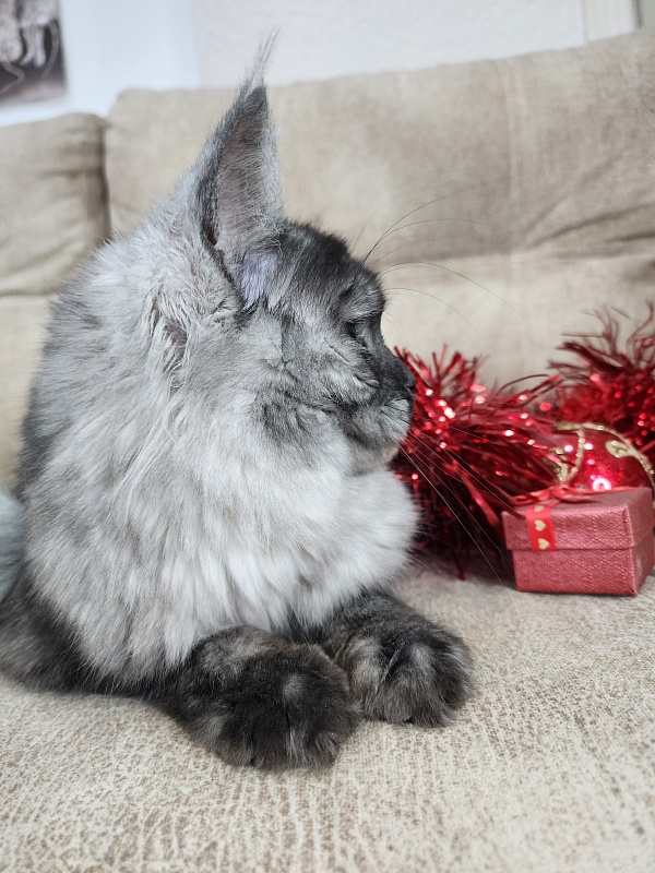 Franny  Akbars - Kitten maine-coon 6 months 3 weeks