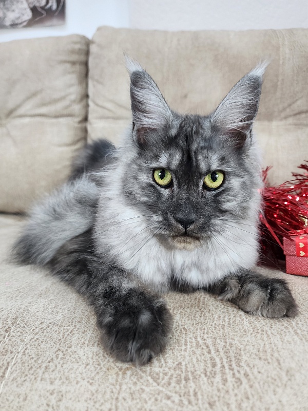 Franny  Akbars - Kitten maine-coon 6 months 3 weeks