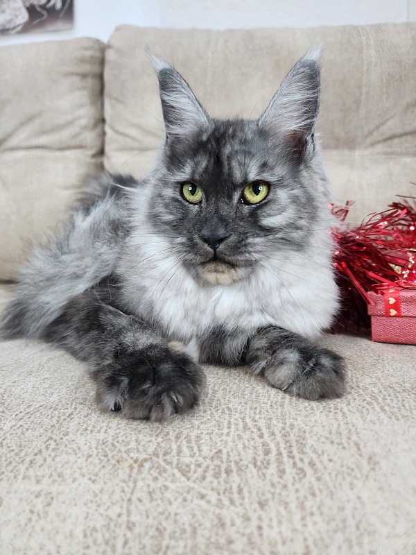 Franny  Akbars - Kitten maine-coon 6 months 3 weeks