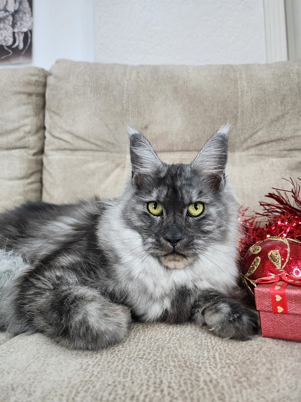 Franny  Akbars - Kitten maine-coon 6 months 3 weeks