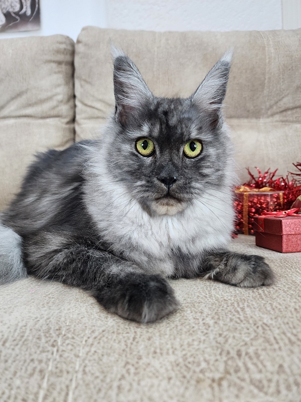 Franny  Akbars - Kitten maine-coon 6 months 3 weeks