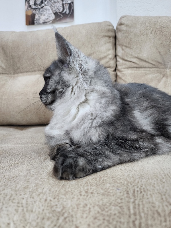 Franny  Akbars - Kitten maine-coon 6 months 3 weeks