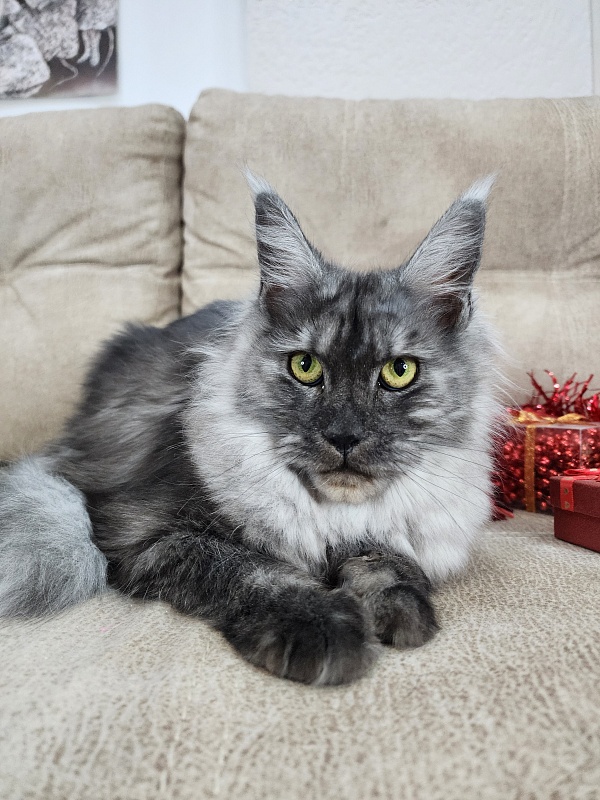 Franny  Akbars - Kitten maine-coon 6 months 3 weeks