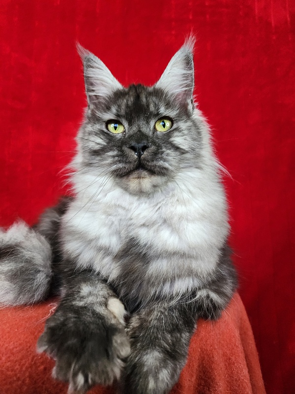 Franny  Akbars - Junior maine-coon 7 months 1.5 week