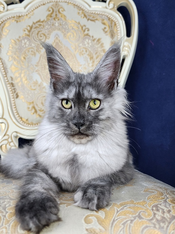 Franny  Akbars - Kitten maine-coon 4 months 3 weeks